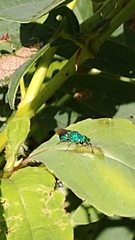 Caenochrysis