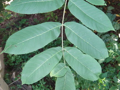Juglans cinerea