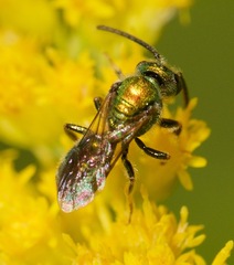 Augochlora pura