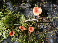 Lactarius camphoratus
