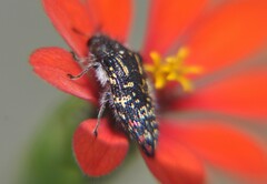Acmaeodera mudgei