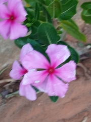 Catharanthus roseus