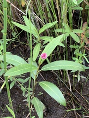 Persicaria amphibia