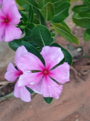 Catharanthus roseus