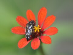 Acmaeodera mudgei