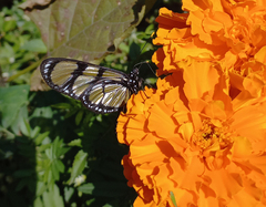 Methona themisto