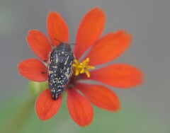 Acmaeodera mudgei