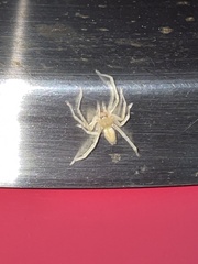 Cheiracanthium mildei