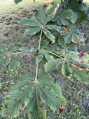 Aesculus