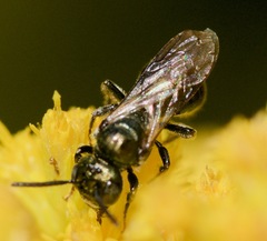 Zadontomerus