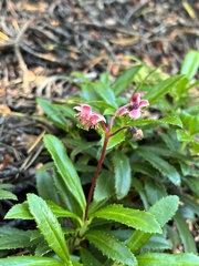 Chimaphila umbellata