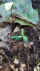 Chimaphila maculata
