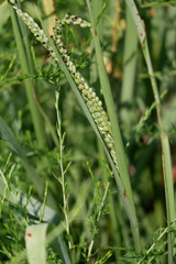 Paspalum