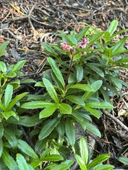 Chimaphila umbellata