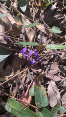Hardenbergia violacea
