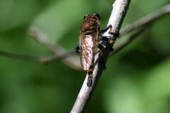 Promachus rufipes