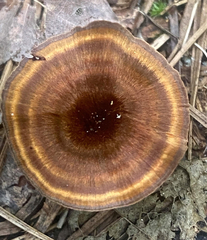 Coltricia cinnamomea