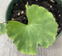 Centella