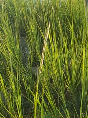 Sporobolus alterniflorus