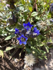 Gentiana parryi