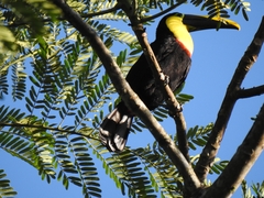 Ramphastos ambiguus