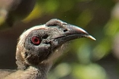 Philemon buceroides yorki