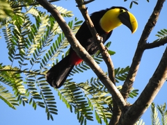 Ramphastos ambiguus