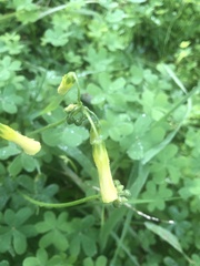 Oxalis pes-caprae