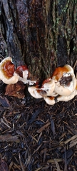Ganoderma sessile