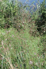 Panicum virgatum