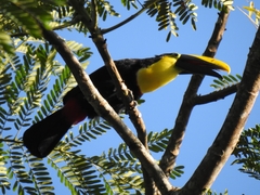 Ramphastos ambiguus