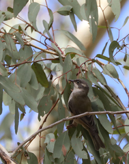Melithreptus brevirostris