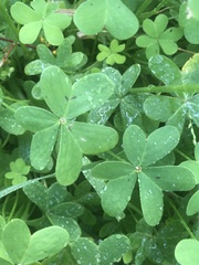 Oxalis pes-caprae