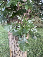 Quercus macrocarpa