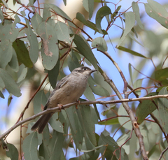 Melithreptus brevirostris
