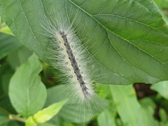 Hyphantria cunea