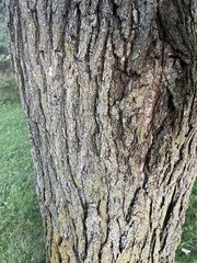 Quercus macrocarpa