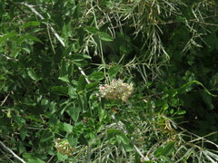 Funastrum cynanchoides