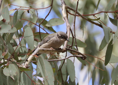 Melithreptus brevirostris