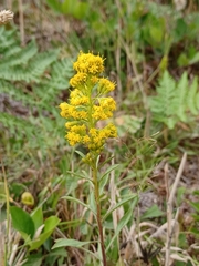 Solidago spathulata