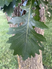 Quercus macrocarpa