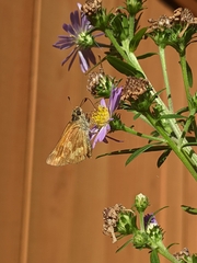 Ochlodes sylvanoides