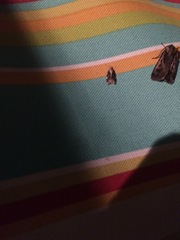 Platynota exasperatana