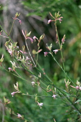 Oenothera gaura