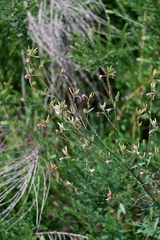 Oenothera gaura
