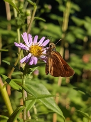 Ochlodes sylvanoides