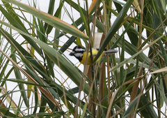 Falcunculus frontatus