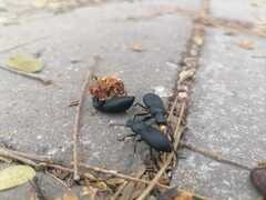 Iphthiminus serratus