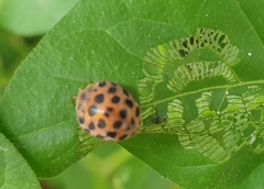 Henosepilachna vigintioctopunctata