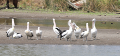 Pelecanus conspicillatus
